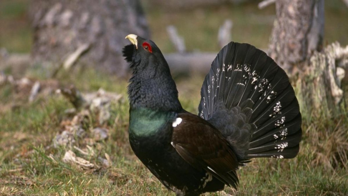 Torna el rei del bosc