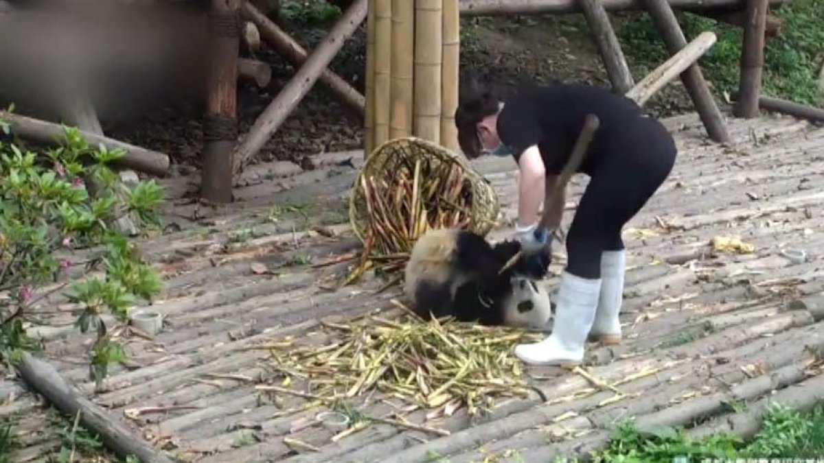 L'os panda aconsegueix el seu objectiu
