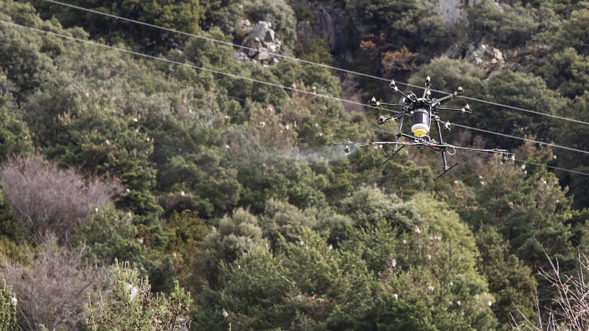 Drons per eradicar la processionària a Escaldes