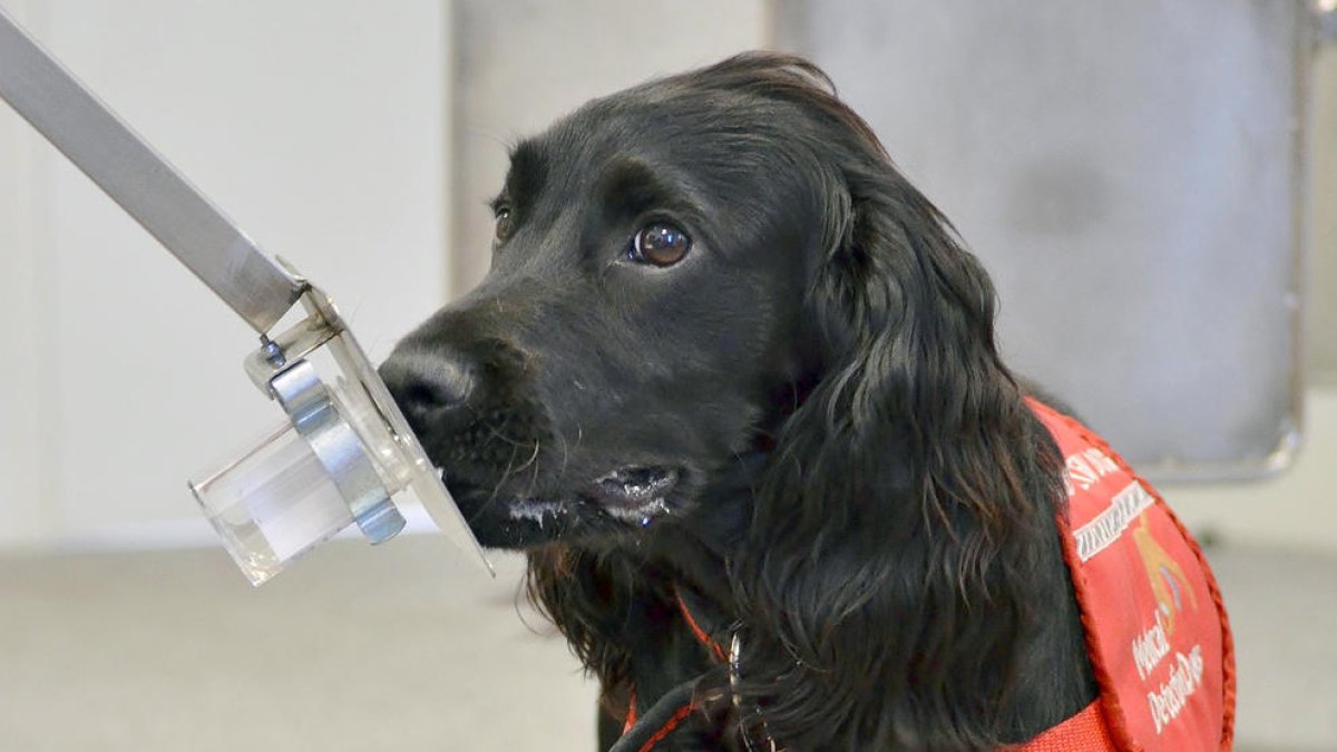 Gossos que treballen