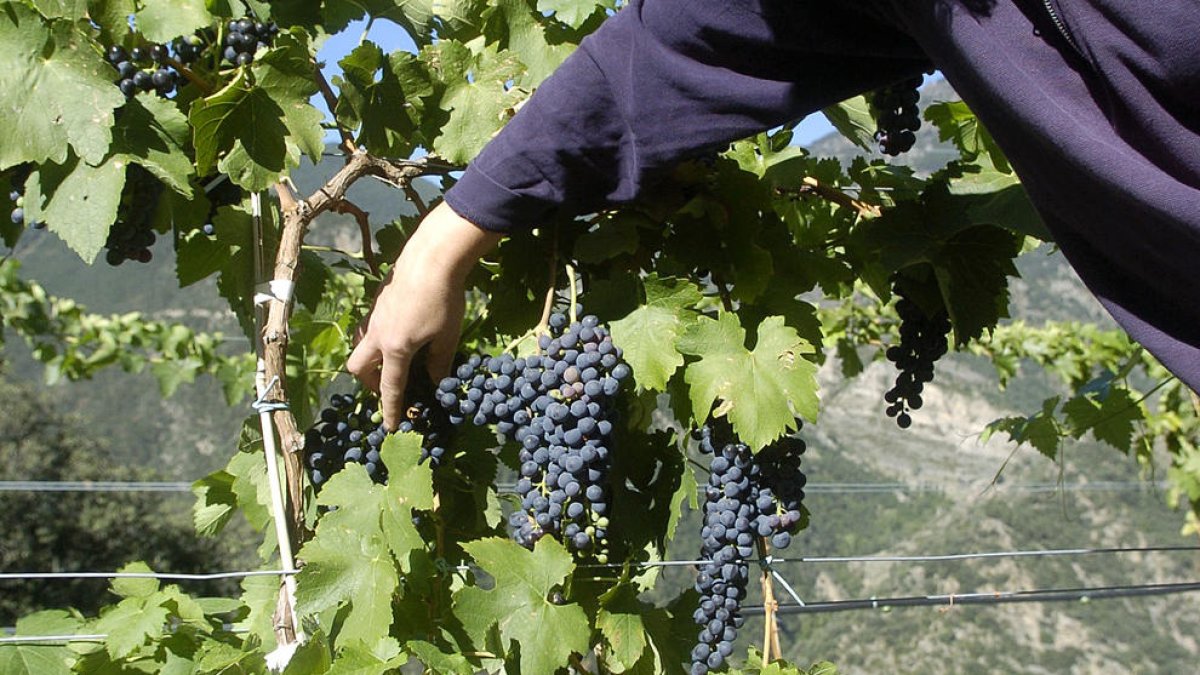 Agricultura donarà ajuts a la producció de vi de qualitat