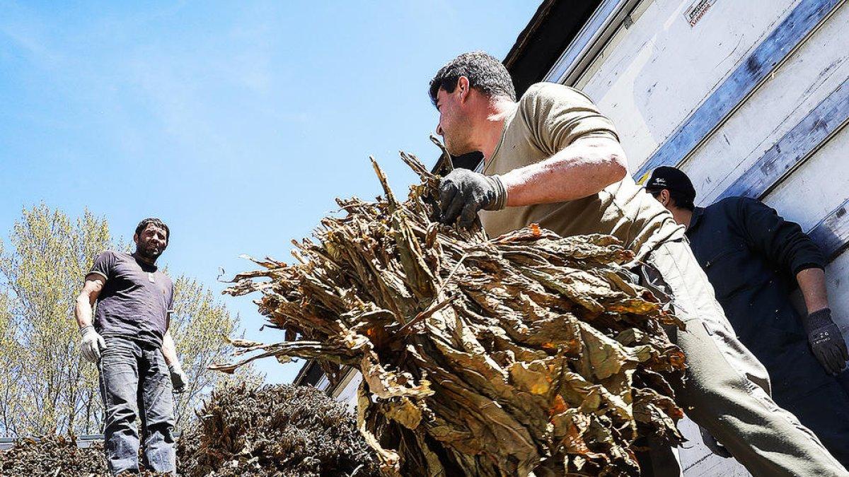 Sant Julià obté la collita de més qualitat de l'últim any