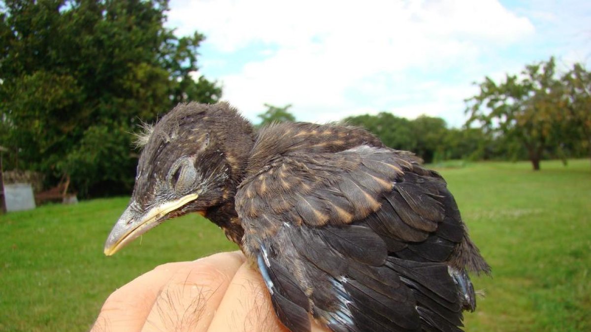Què faig si trobo un pollet?