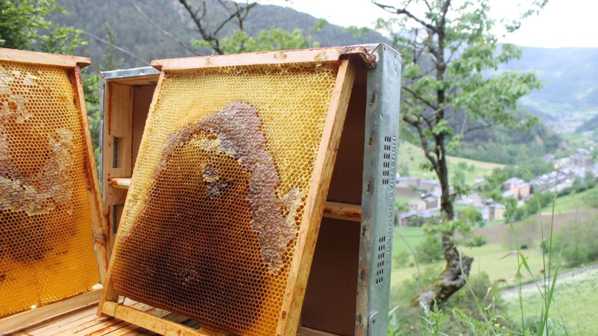 Garants de les abelles