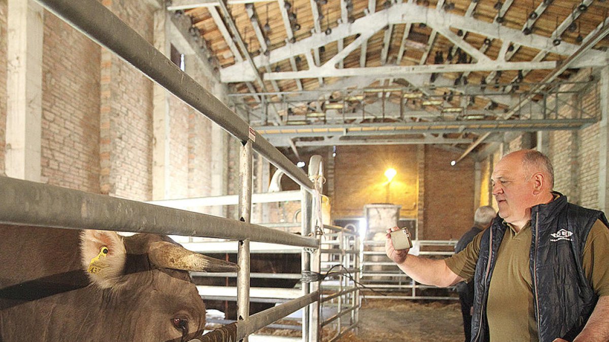 'Madriu' es converteix en el semental desitjat