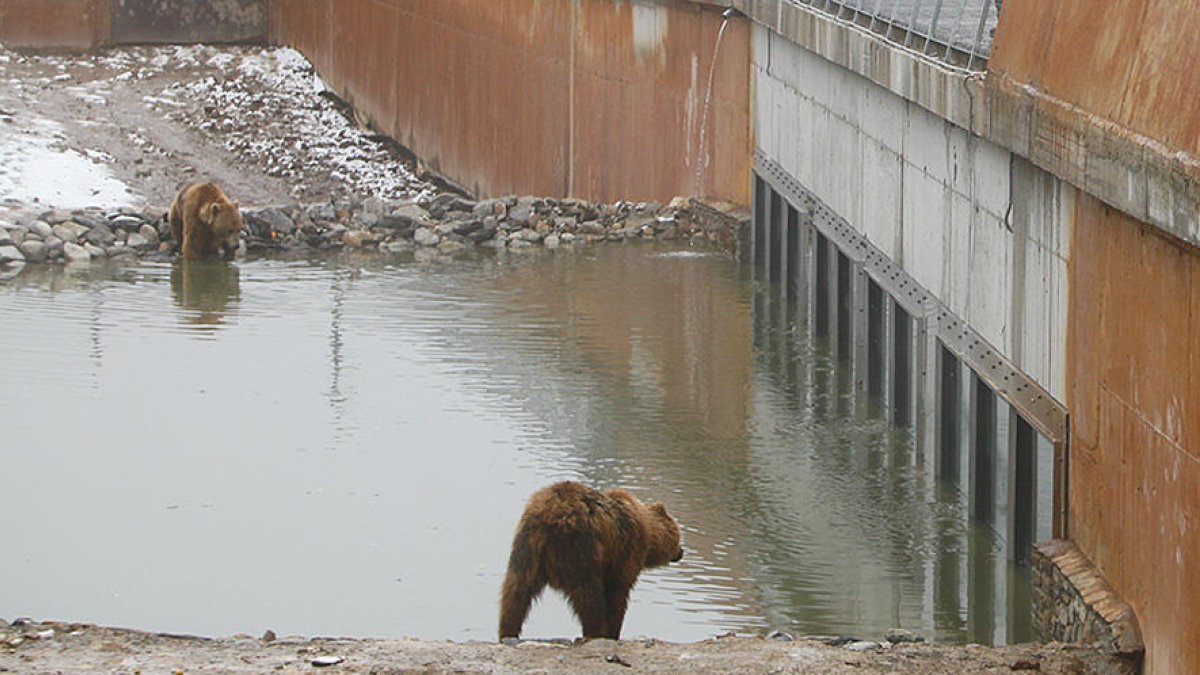 Abatut un ós de Naturlandia que s'havia escapat del seu tancat