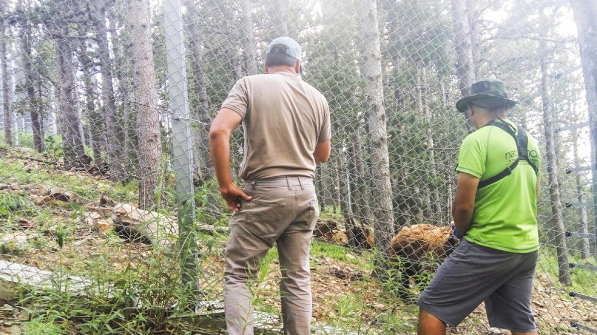 L'empleat que va matar l'os va usar el seu rifle particular