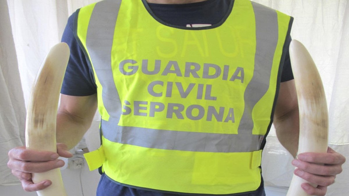 La guàrdia civil intervé dos ullals d'elefant a un andorrà