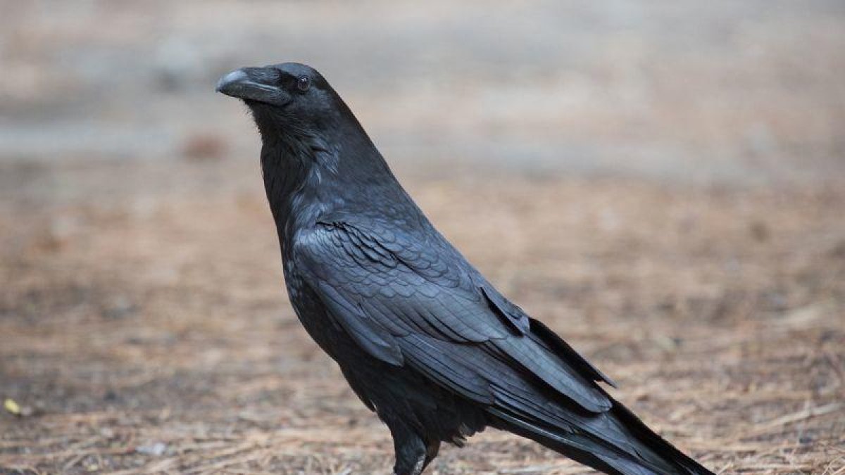 Còrvids: sensibilitat i intel·ligència