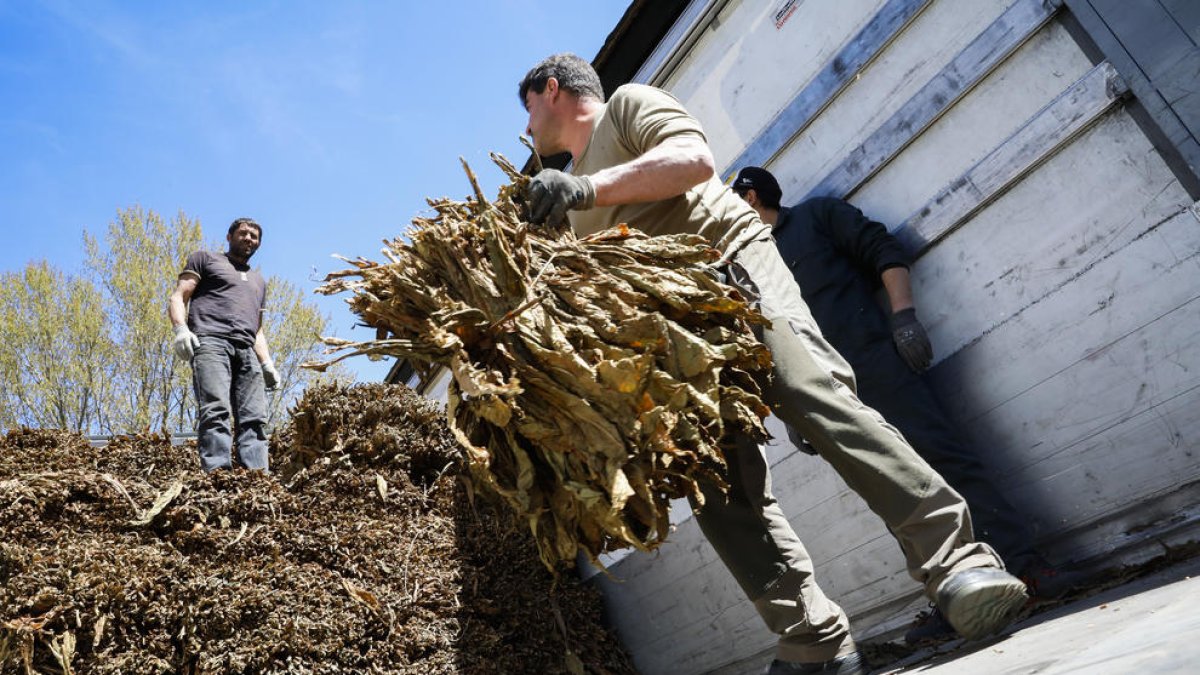 Els pagesos es plantegen l'ús mèdic del tabac com a alternativa