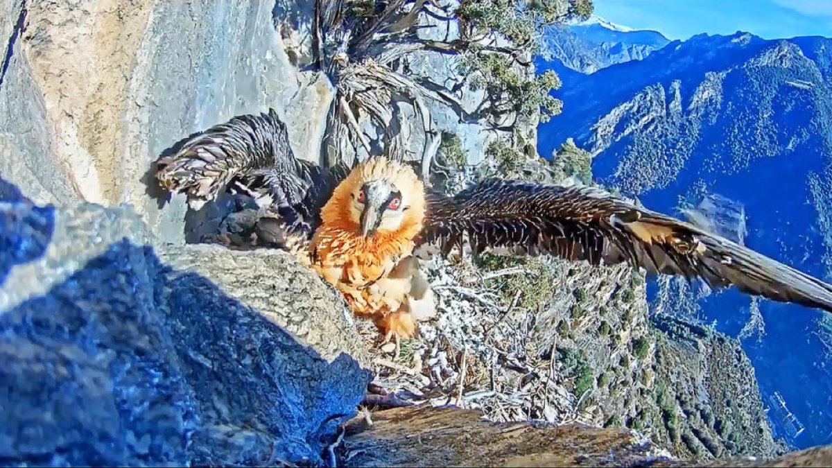 “Trencalòs... i acció!”