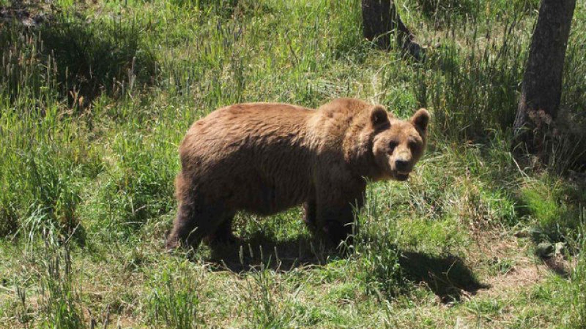 La justícia francesa obre una investigació pel tiroteig a quatre agents rurals a la frontera