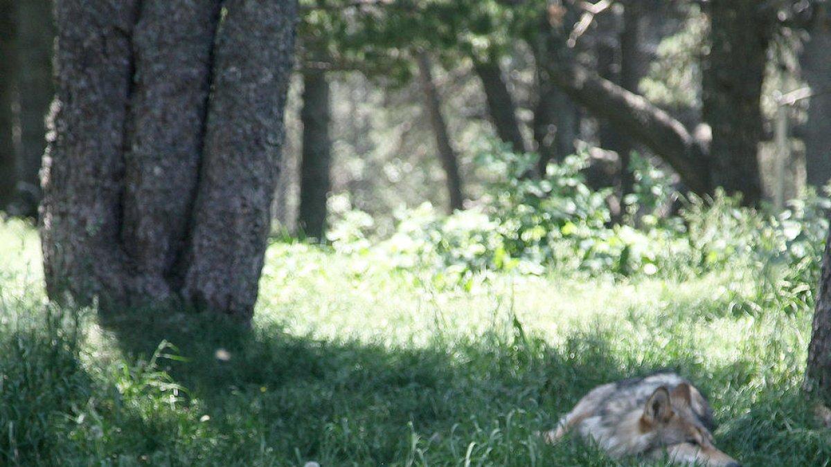 Simulacres d'emergència al parc d'animals lauredià