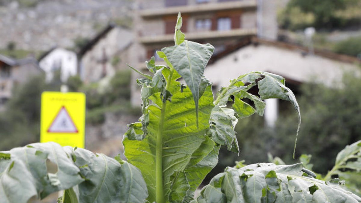 Més de la meitat de les plantes de tabac, afectades pel mal temps
