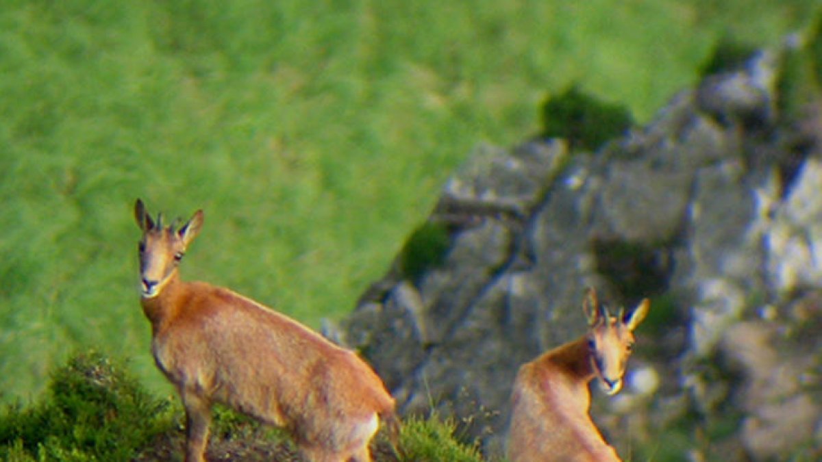 La setmana de l'isard s'inicia sense incidents i amb primeres captures