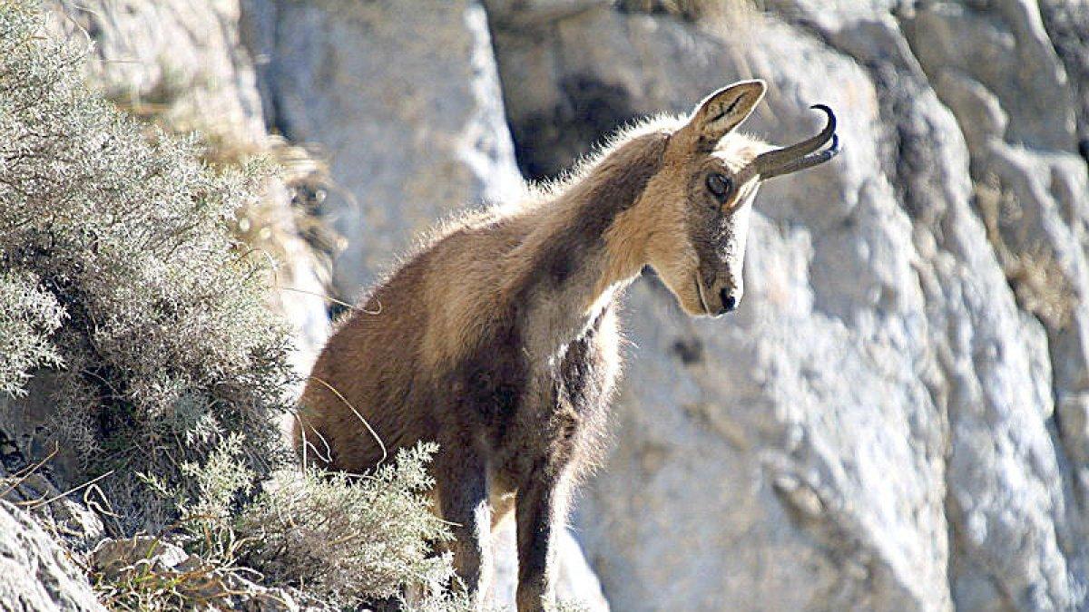 La Setmana de l'isard es tanca amb un centenar de captures