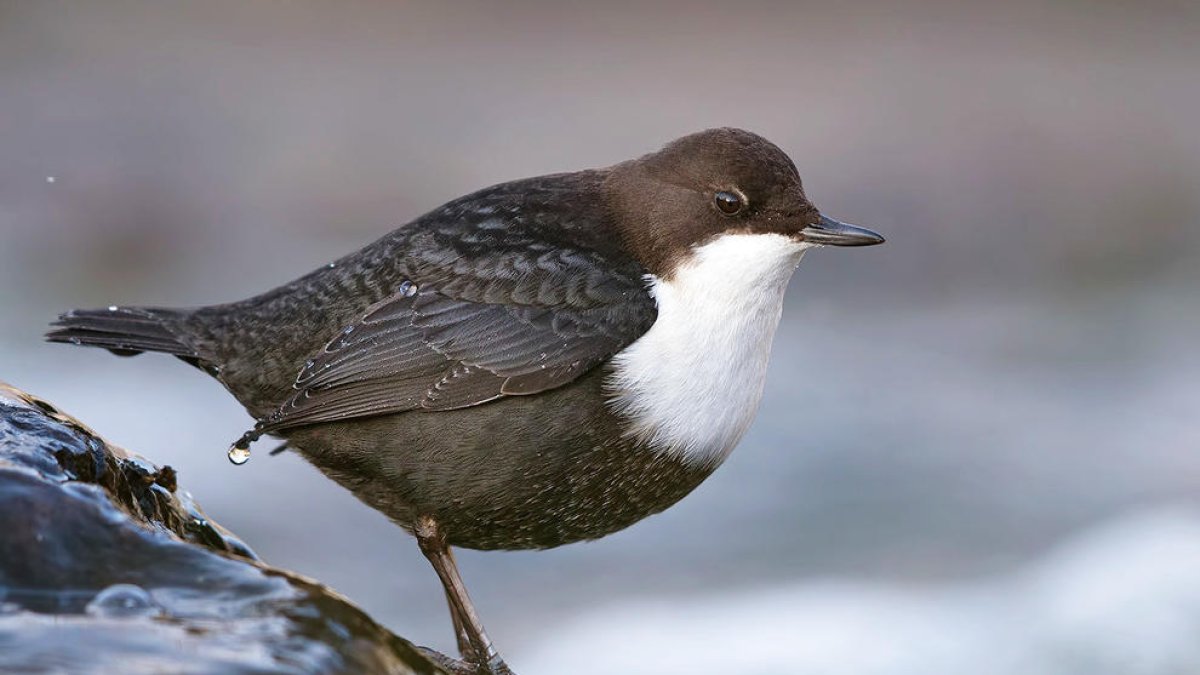 L'art del submarinisme