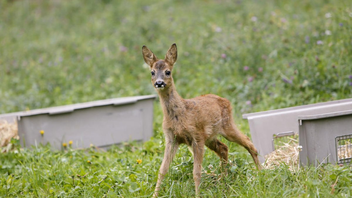La unitat de fauna allibera dues cries de cabirols que havien cuidat des del juliol