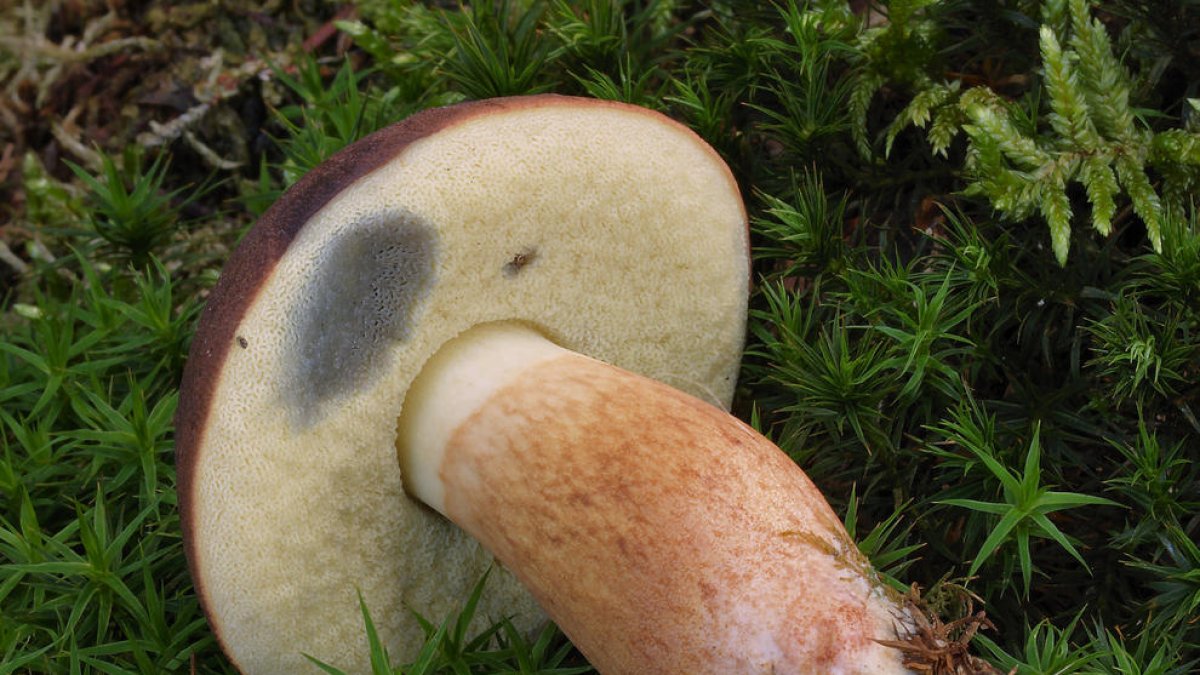 Avís sobre els perills de consumir bolets que no es coneixen