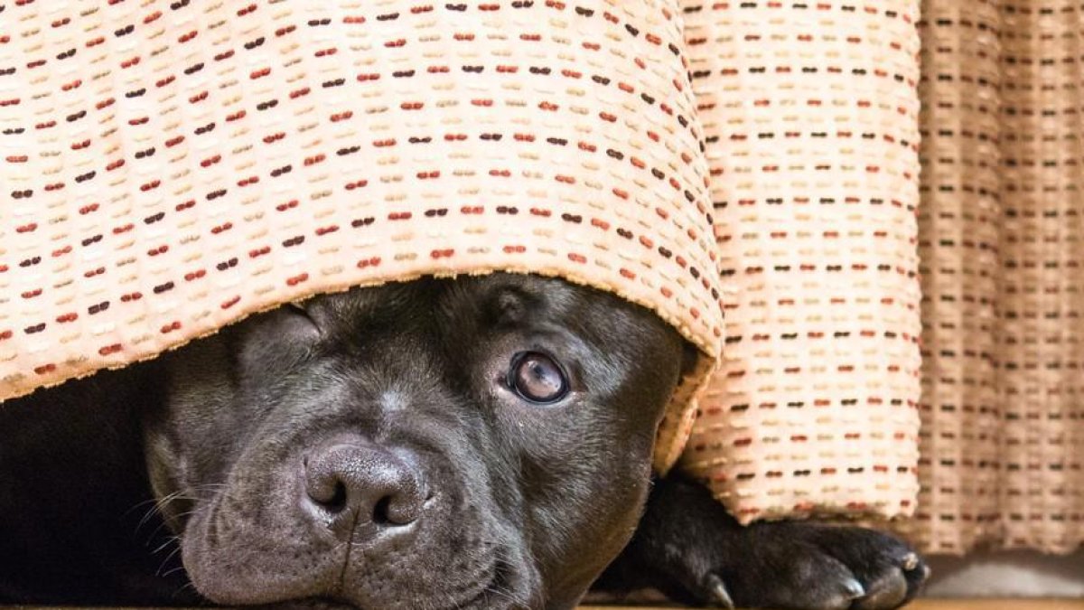 Combatre la por des de la infància