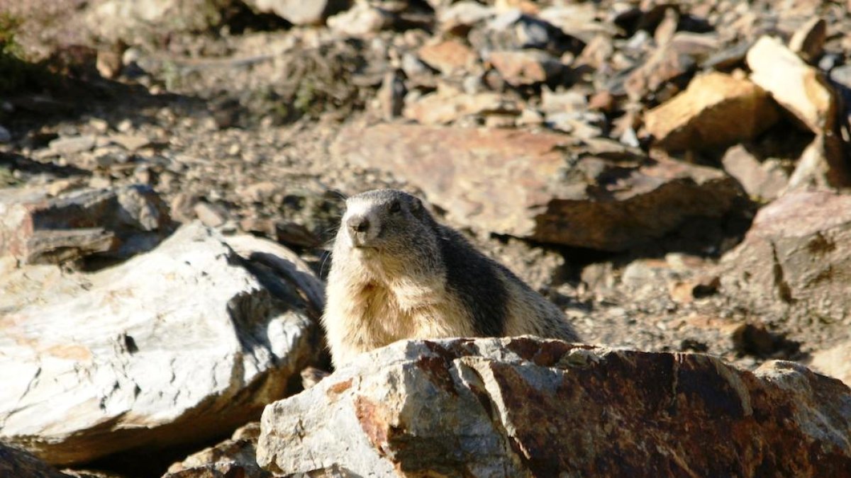 Les marmotes alpines