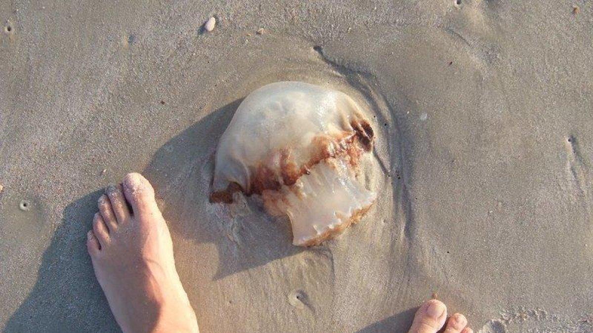 Què no fer si ens pica una medusa