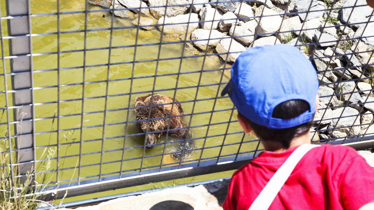 Apapma no ha rebut resposta de la denúncia per la mort de l'os