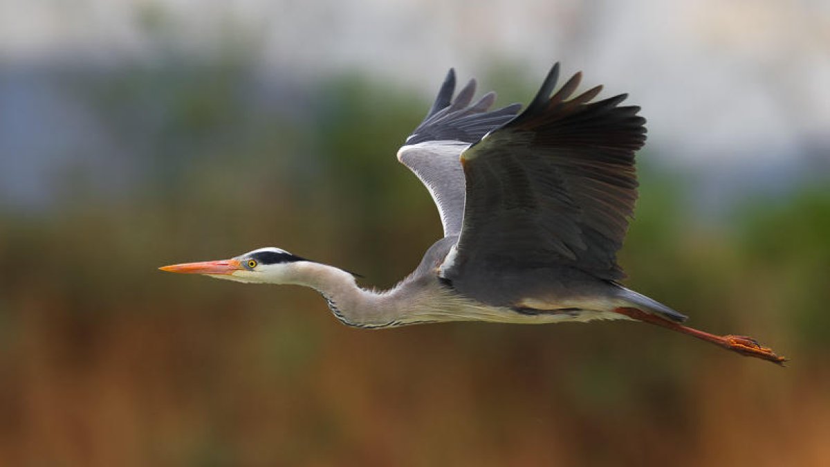 El nostre particular 'bennu': bernat pescaire