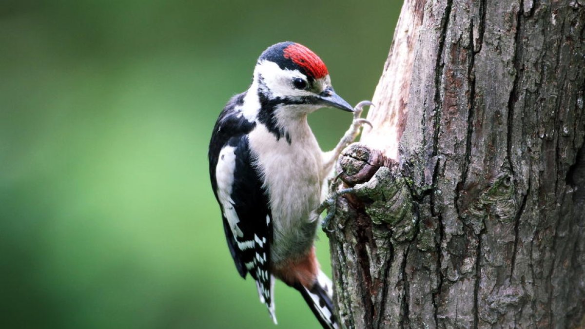 El so dels picots és màgic i intens, profund i enigmàtic