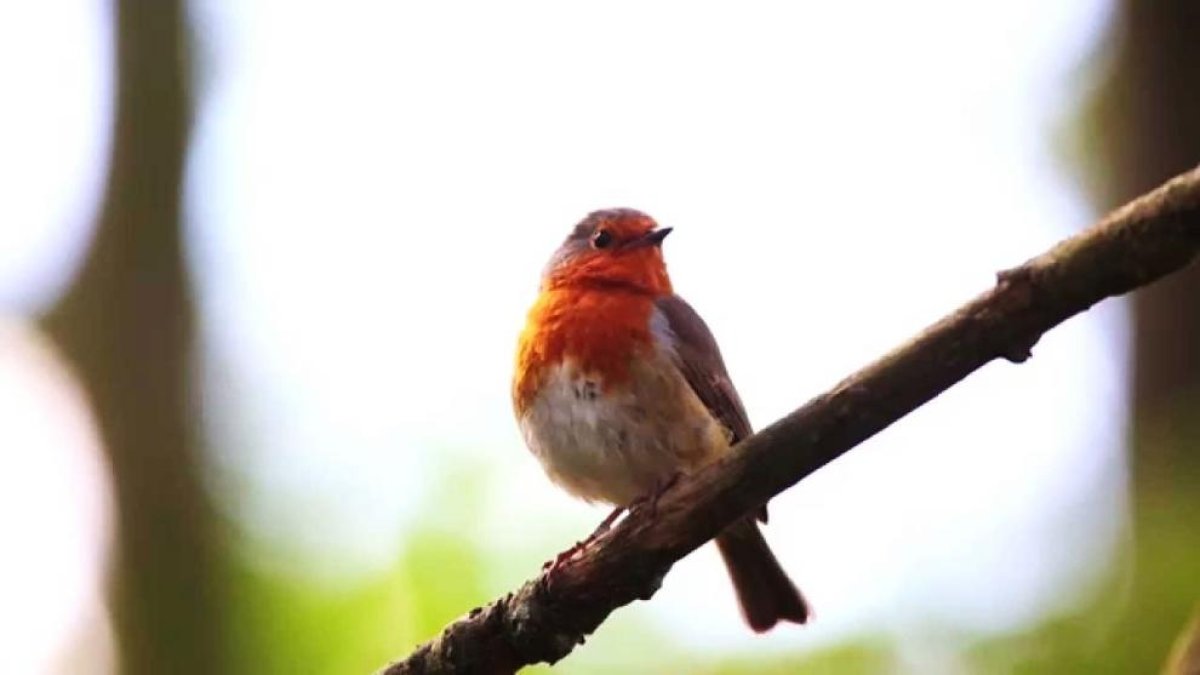 Jornada de la biodiversitat