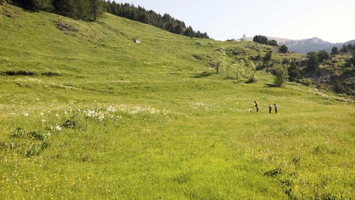 Un prat andorrà s'endú el concurs transfronterer