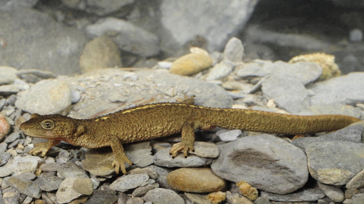 El tritó pirinenc