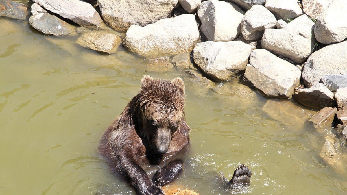 L'ossa de Naturlandia va morir per causes naturals