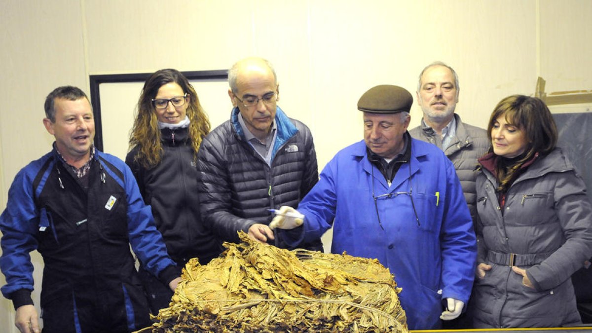 La collita de tabac ha estat “la pitjor en anys” a causa de les pedregades