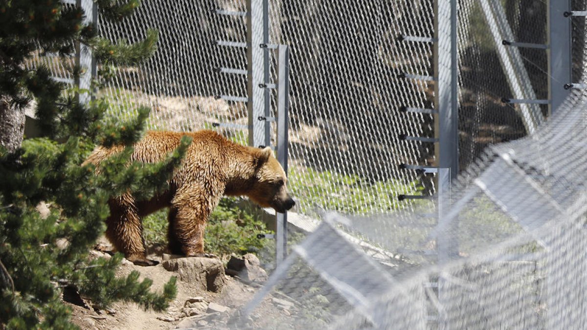 L'ossa del parc de Naturlandia va morir per una infecció a la matriu