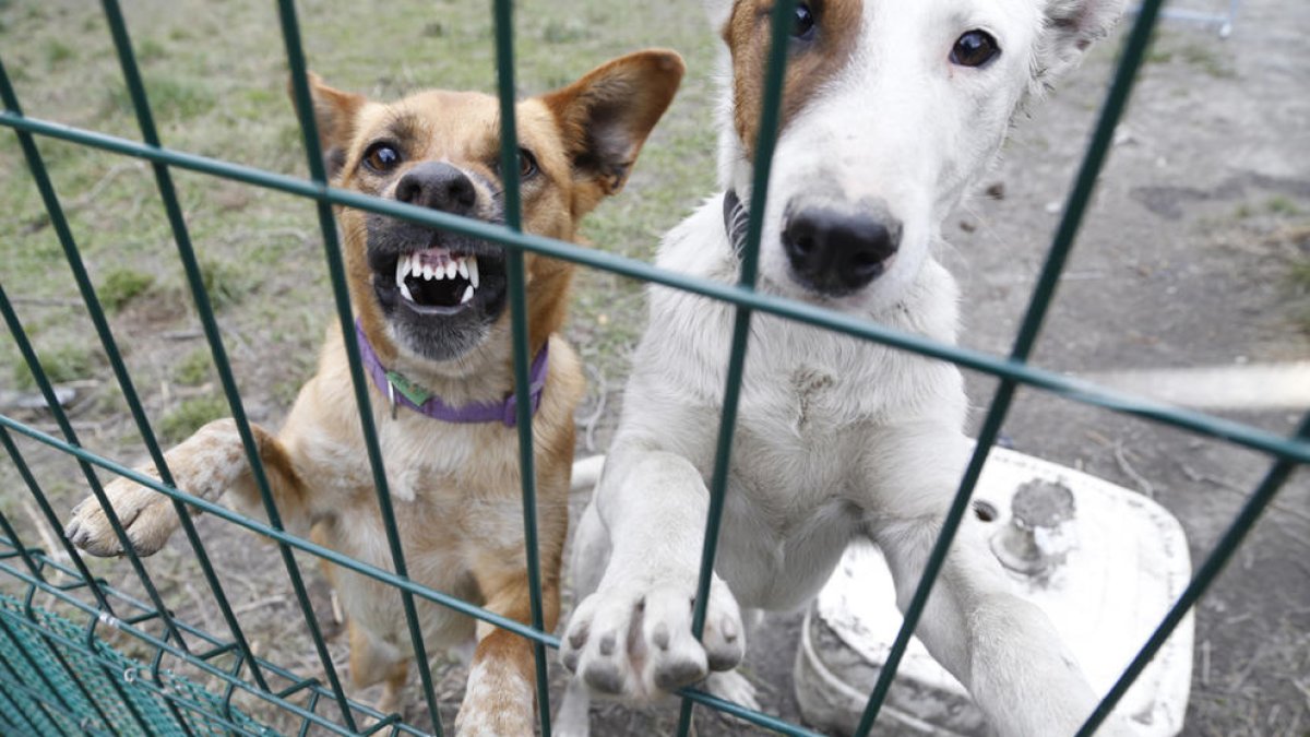 Un jove resulta detingut per robar una gossa de la canera