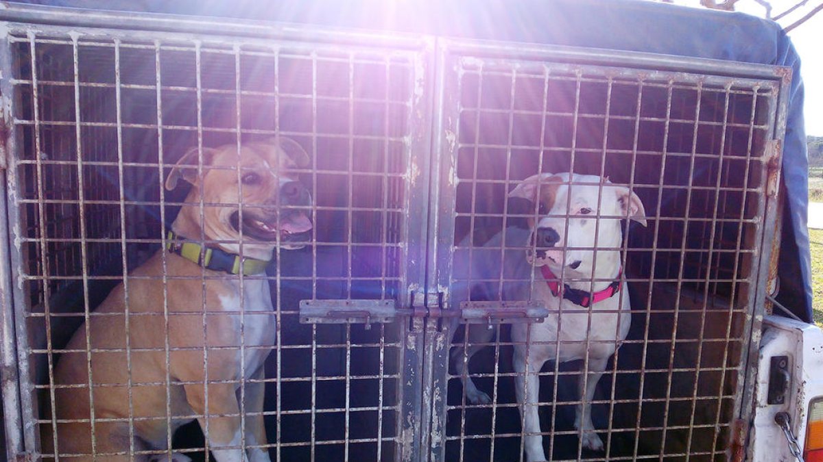 L'atac dels pitbulls d'una dona del país acaba amb l'absolució de les acusades