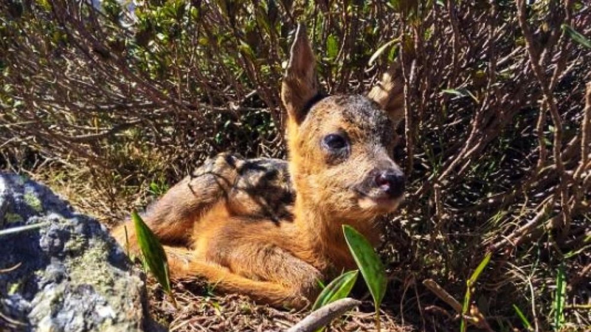 Troben una cria de cabirol a Ordino Arcalís