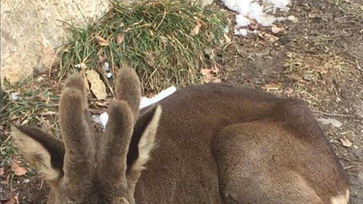 Medi Ambient alerta que no es recullin cries d'animals salvatges