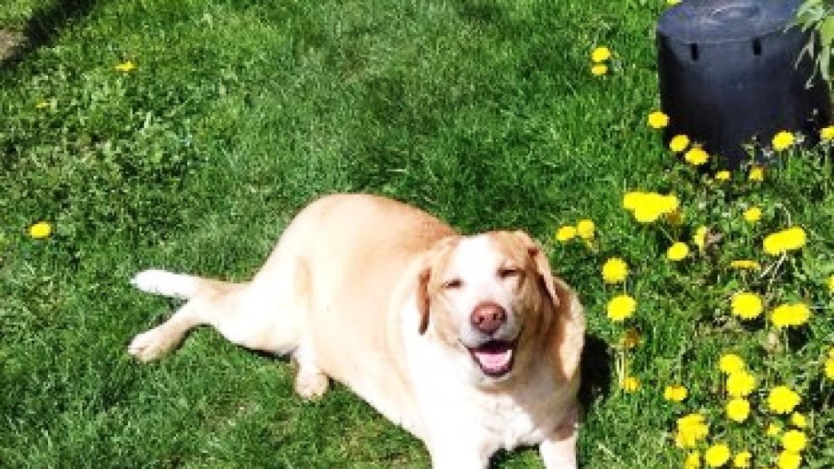 La gossa rescatada dimarts al Pas ja està recuperada