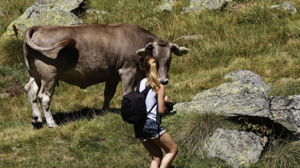Un boví a Andorra