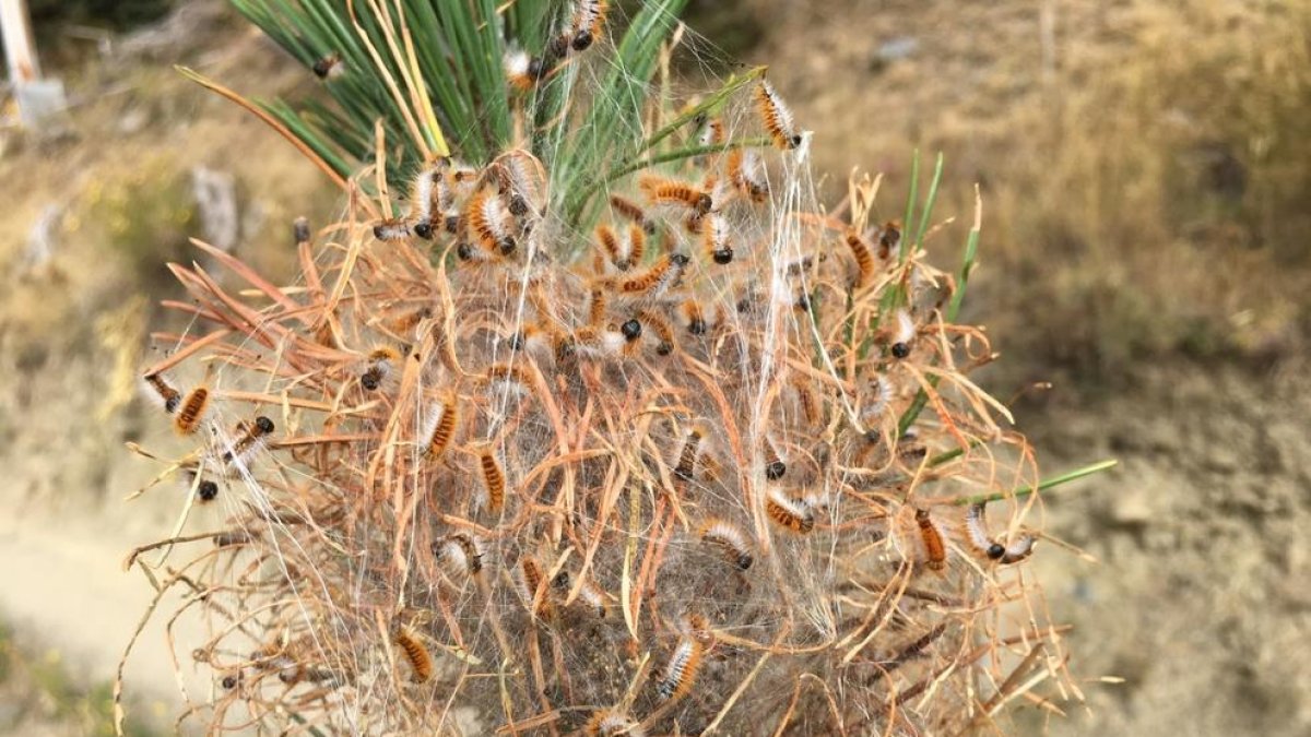 Campanya de sensibilització sobre la processionària