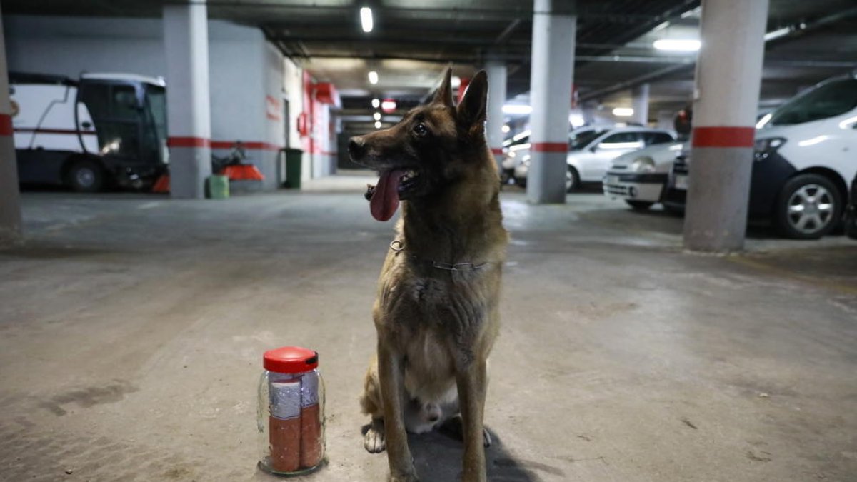 La custòdia pel gos policia