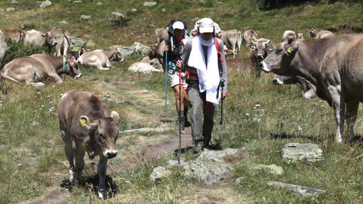 Convivència a la muntanya d'excursionistes i ramats