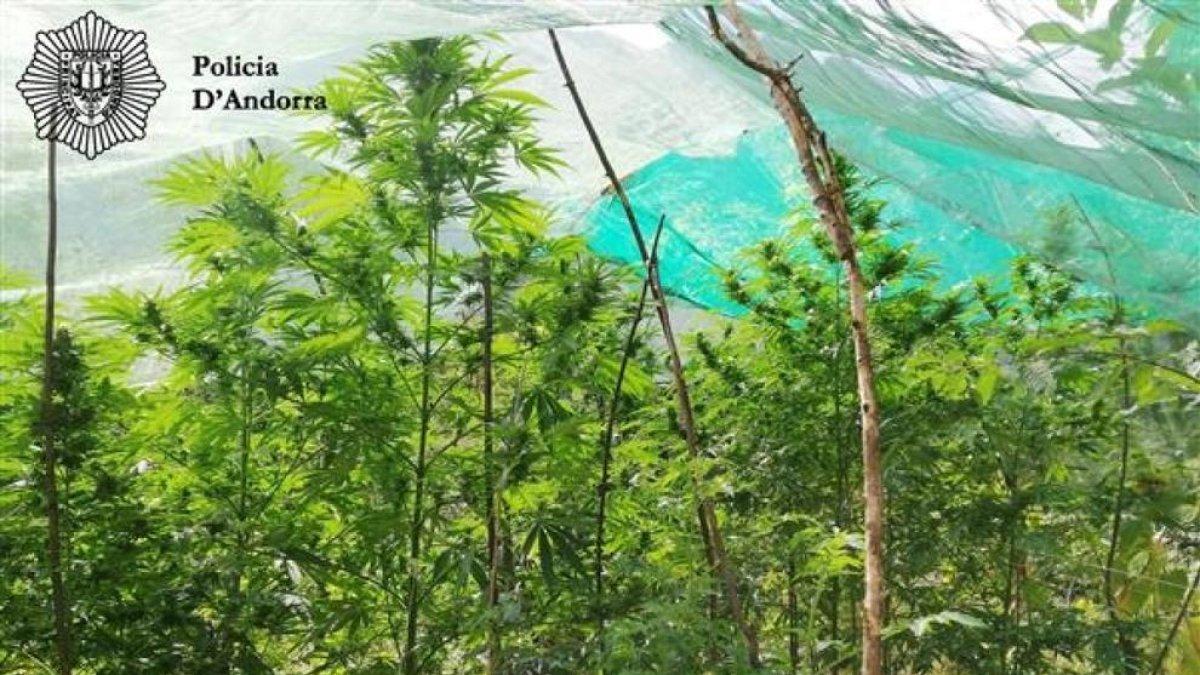 La policia desmantella una plantació de marihuana
i deté un home