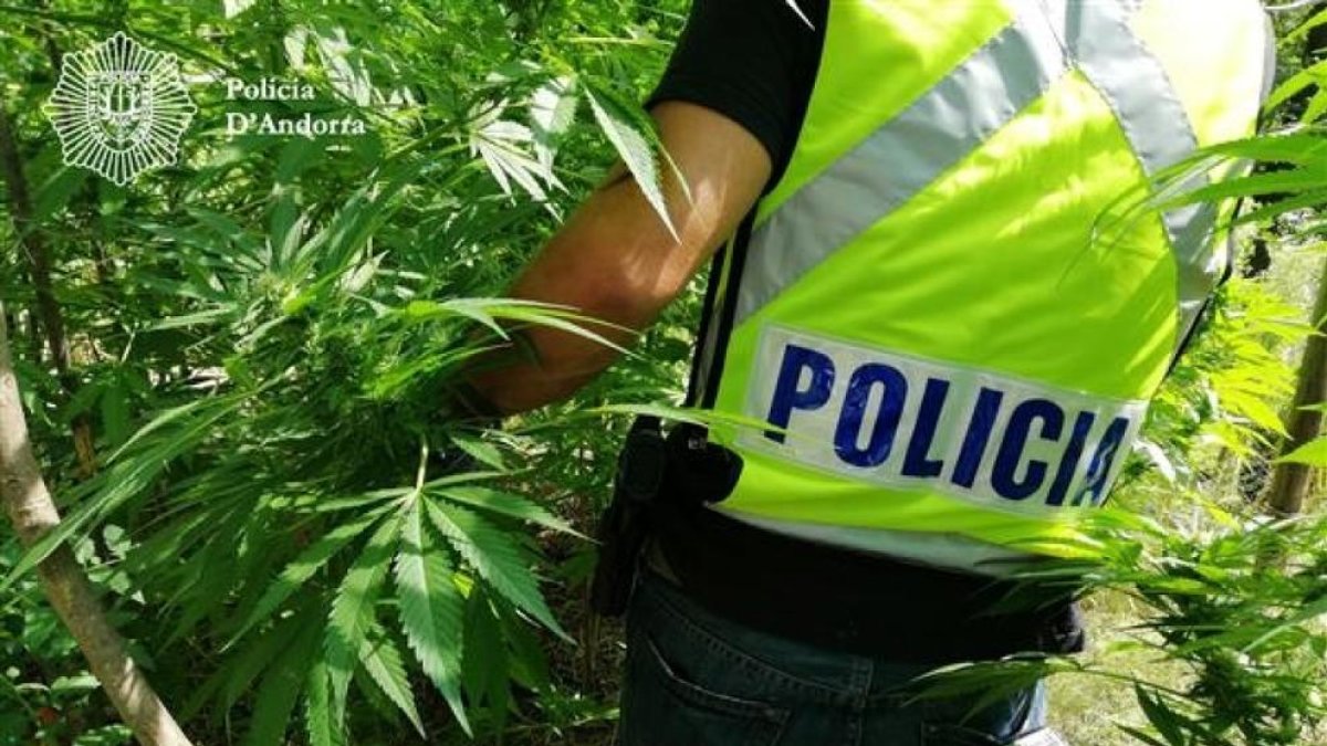 La policia desmantella una plantació de marihuana
i deté un home
