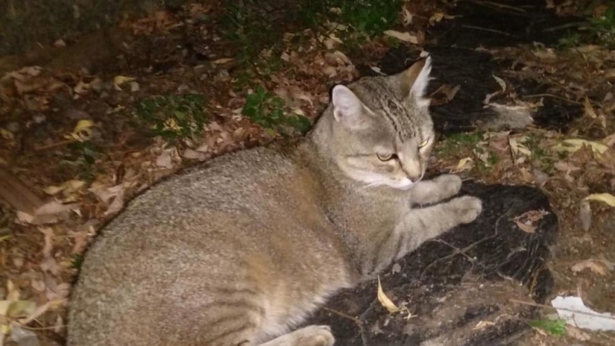 Laika denuncia la mort a trets de balins d'una gata al carrer