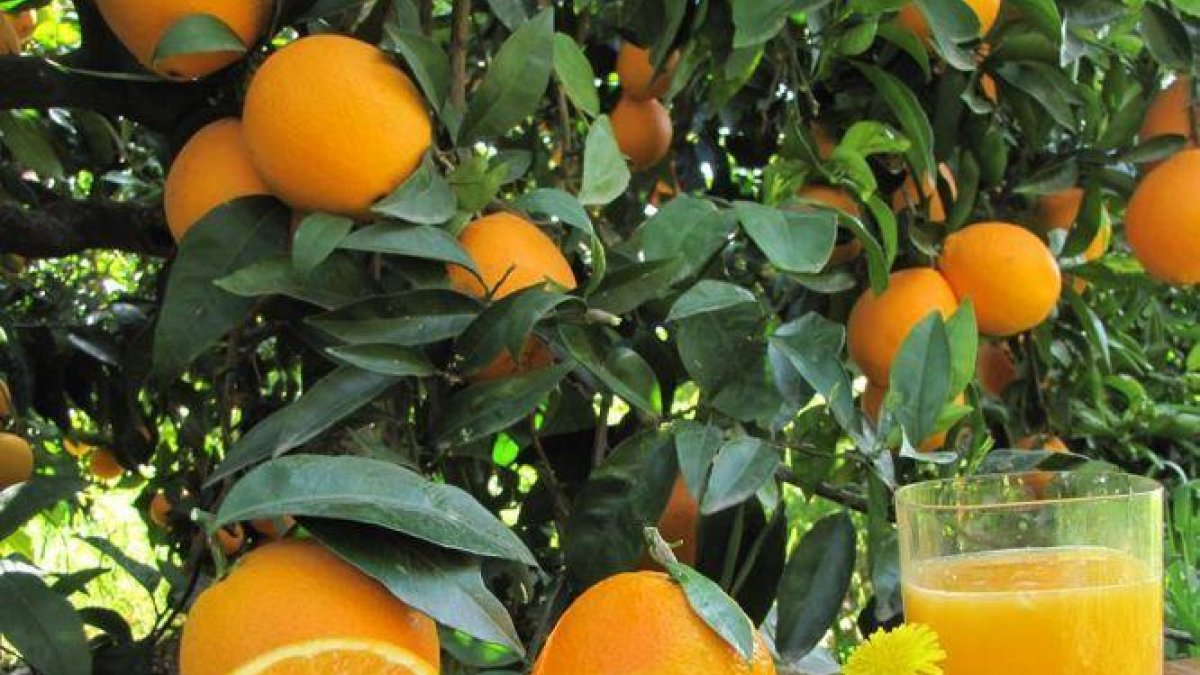 Alimenta les teves defenses! (I)