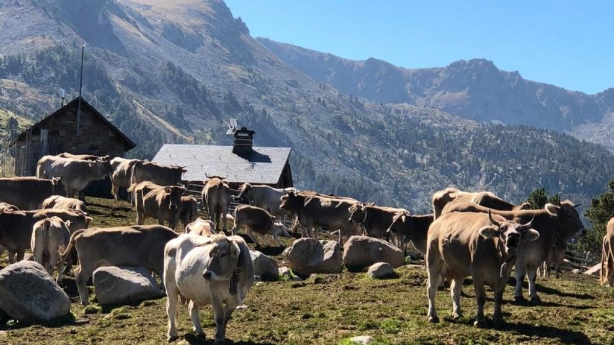 Vaques sanejades a Grau Roig abans de la fira