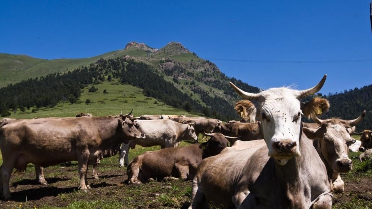 Govern va destinar 2,5 milions d'euros a l'agricultura el 2017